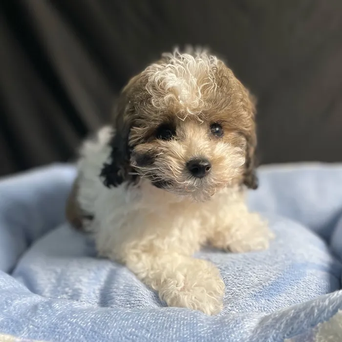 Male Bichon-Poodle puppy named Pluto for sale at Puppy Dreams - West Little Rock.