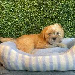 car_main_img_/media/ap_media/pets/KGSSBZYGVFOA136259.webp.250x250_q85.webp