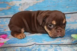 car_main_img_/media/ap_media/pets/KIUIEJALFGCK118047.webp.250x250_q85.webp