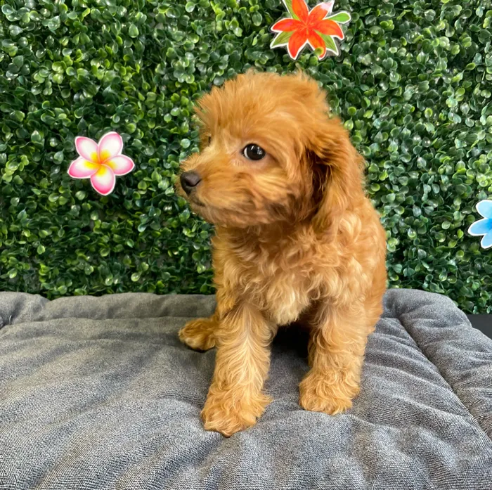 Female Cavapoo puppy named Honey for sale at Puppy Dreams - West Little Rock.