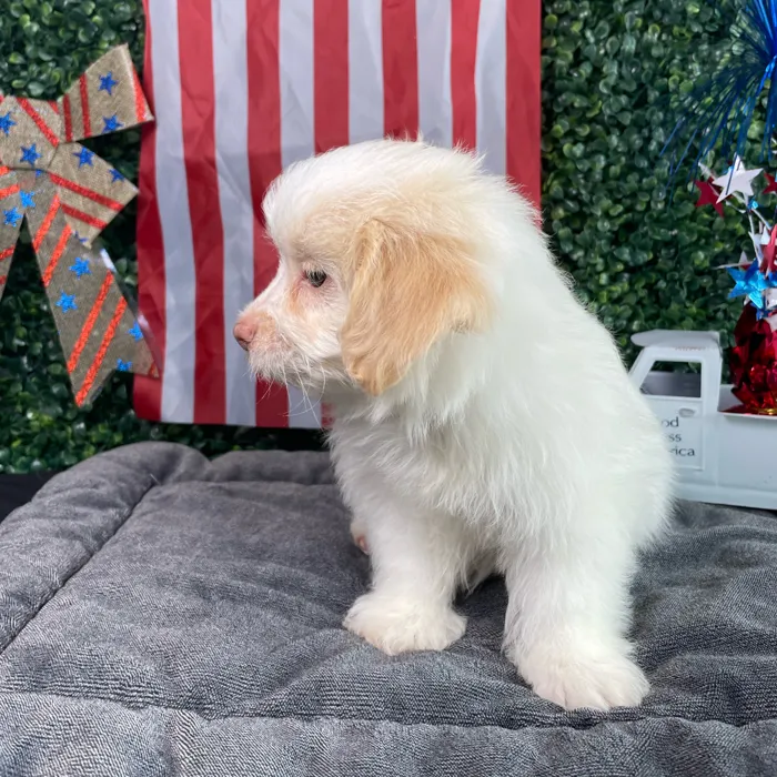 Male Pom-A-Poo puppy named Blaze for sale at Puppy Dreams - West Little Rock.