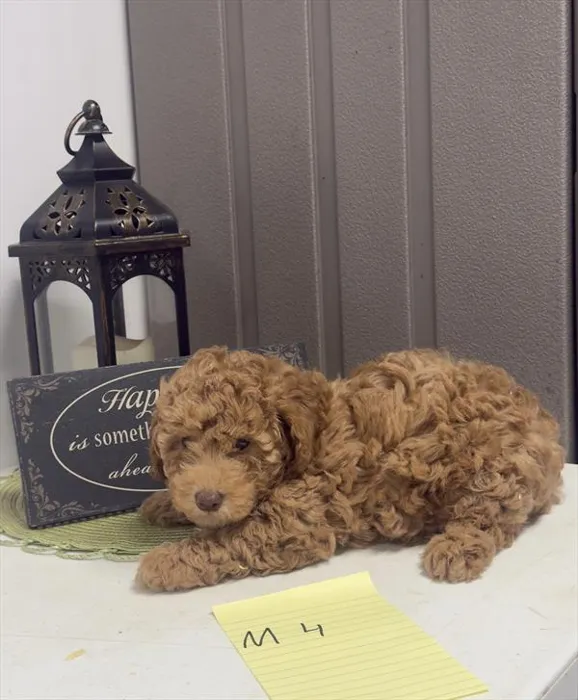 Male Mini Poodle puppy named Liberty for sale at Puppy Dreams - West Little Rock.