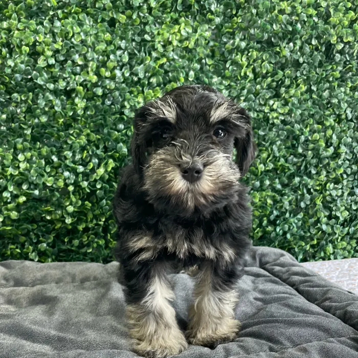 Male Schnauzer puppy named Moe for sale at Puppy Dreams - West Little Rock.