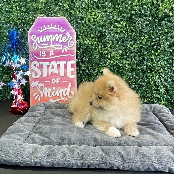 Unknown Pomeranian puppy named Edna for sale at Puppy Dreams - West Little Rock.