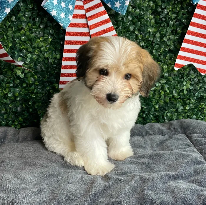 Male Yochon puppy named Sparkler for sale at Puppy Dreams - West Little Rock.