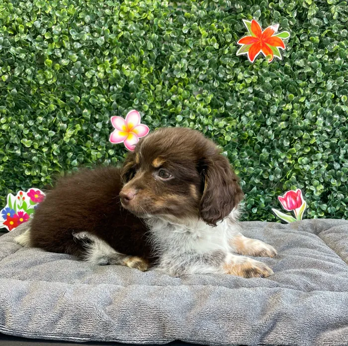 Male Pomeranian/Dachshund puppy named Boone for sale at Puppy Dreams - West Little Rock.