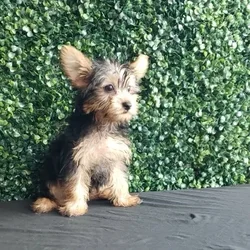 car_main_img_/media/ap_media/pets/LIEJQTBAPFKM127569.webp.250x250_q85.webp