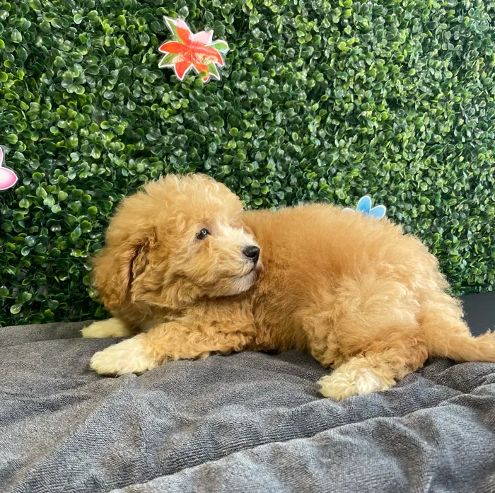 Male Bichon-Poodle puppy named Rusty for sale at Puppy Dreams - West Little Rock.
