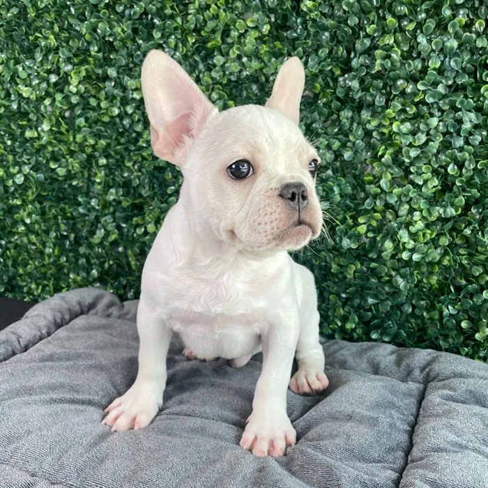 Male French Bulldog puppy named Timon for sale at Puppy Dreams - West Little Rock.