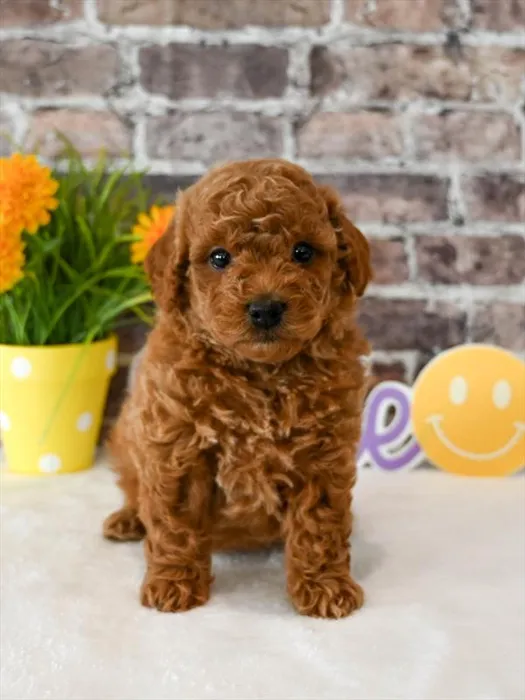 Male Goldendoodle puppy for sale at Puppy Dreams - West Little Rock.