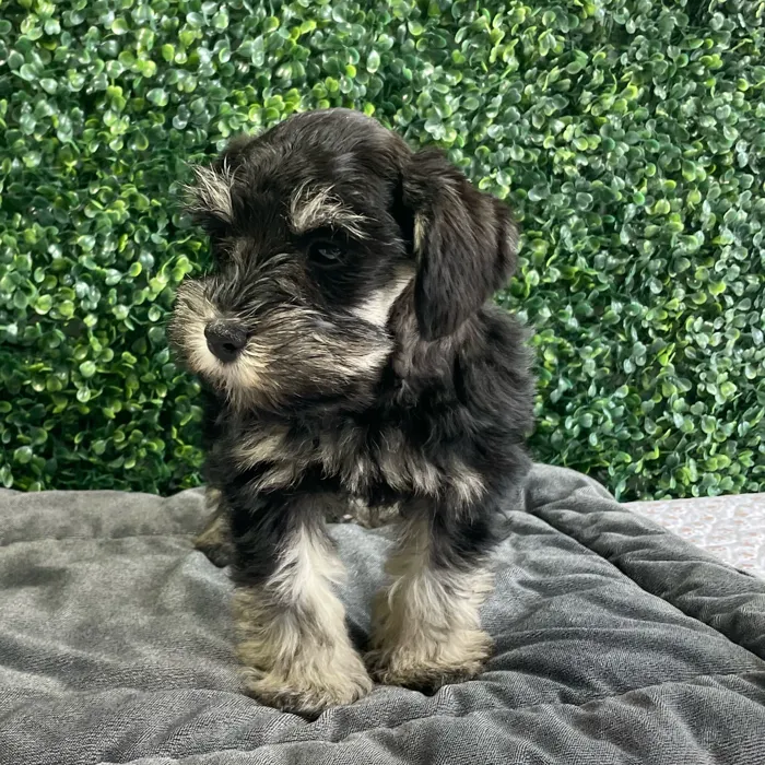 Male Schnauzer puppy named Moe for sale at Puppy Dreams - West Little Rock.