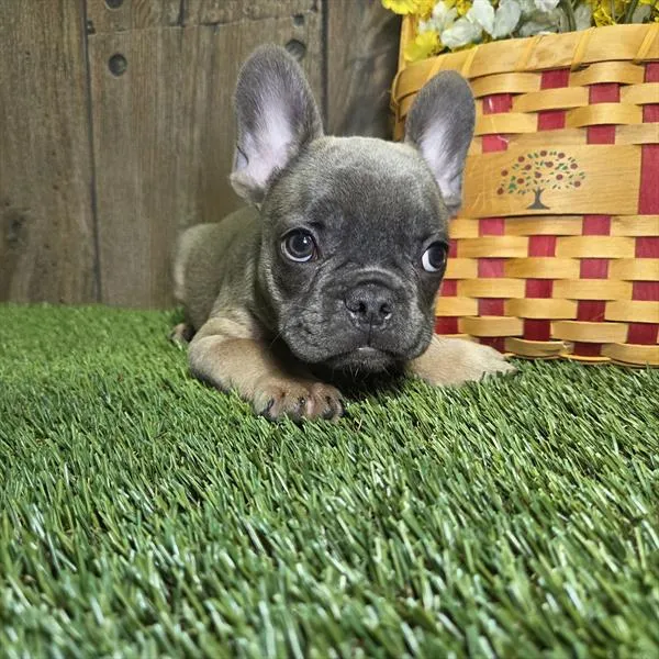 Male French Bulldog puppy for sale at Puppy Dreams - West Little Rock.