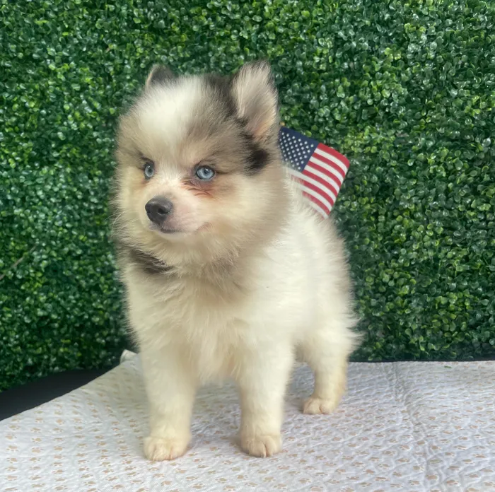 Female 2Nd Gen Pomsky puppy named Juanita for sale at Puppy Dreams - West Little Rock.