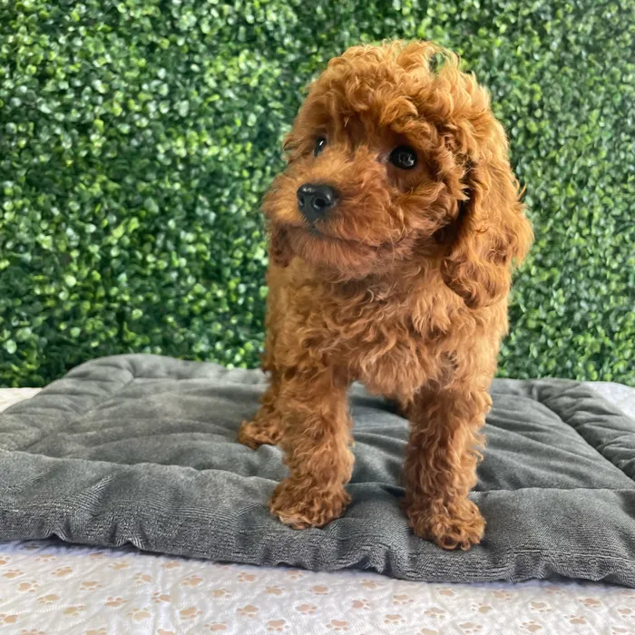 Female Mini Poodle puppy named Krabby for sale at Puppy Dreams - West Little Rock.