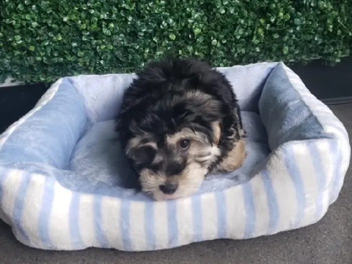 Male Yochon Puppy for Sale in Little Rock, AR