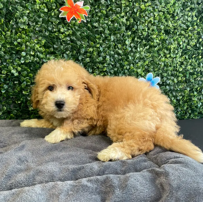 Male Bichon-Poodle puppy named Rusty for sale at Puppy Dreams - West Little Rock.