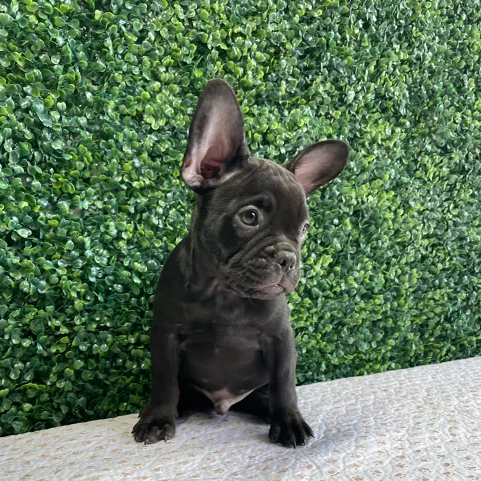 Male French Bulldog puppy named Milhouse for sale at Puppy Dreams - West Little Rock.