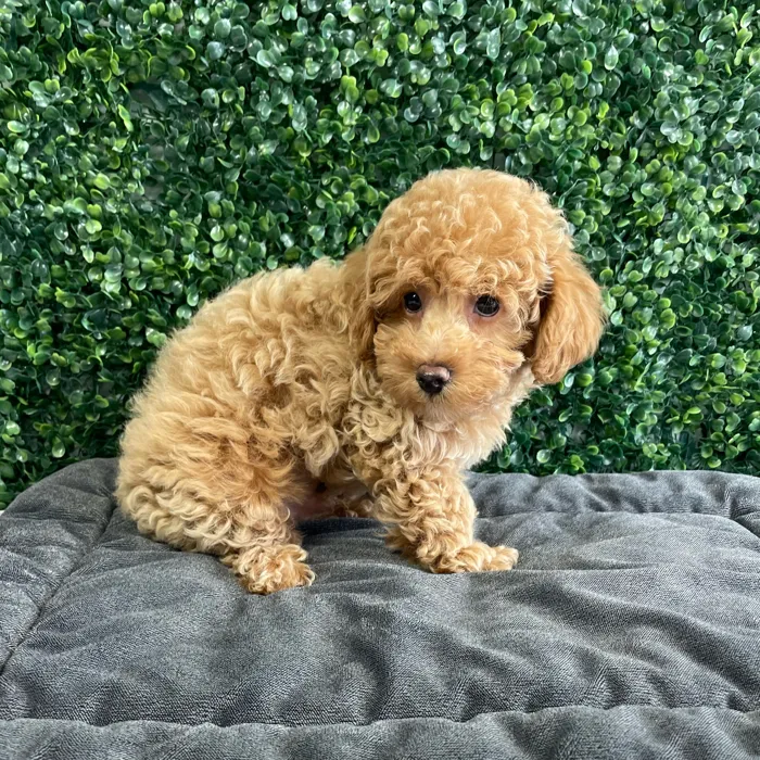 Male Cockapoo puppy named Bart for sale at Puppy Dreams - West Little Rock.