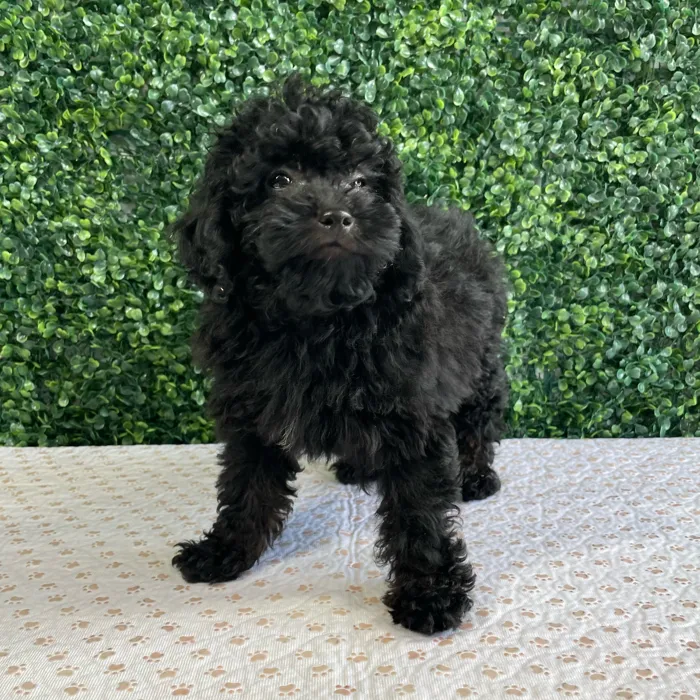 Male Mini Poodle puppy named Ralph for sale at Puppy Dreams - West Little Rock.