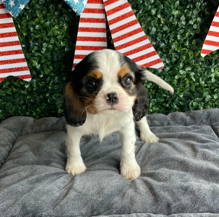 Male Cavalier King Charles Spaniel puppy named Abe for sale at Puppy Dreams - West Little Rock.