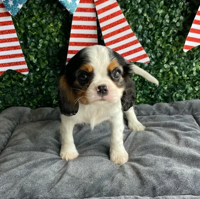 Male Cavalier King Charles Spaniel puppy named Abe for sale at Puppy Dreams - West Little Rock.