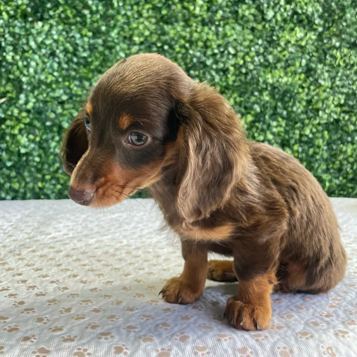 Male Dachshund puppy named Ned for sale at Puppy Dreams - West Little Rock.