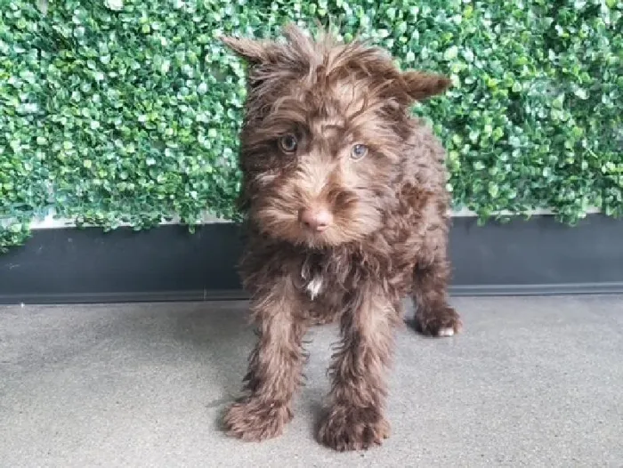 Male Mini Schnauzer Puppy for Sale in Little Rock, AR