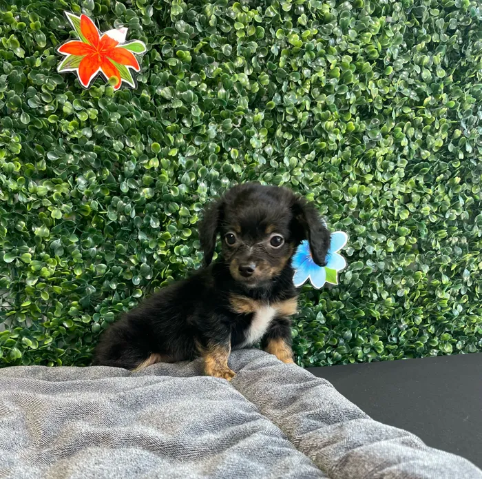 Female Chiweenie puppy named Chai for sale at Puppy Dreams - West Little Rock.