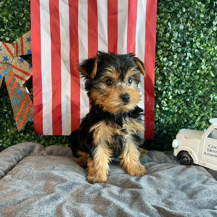 Male Yorkie puppy named Rex for sale at Puppy Dreams - West Little Rock.