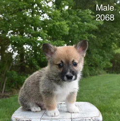 Male Pembroke Welsh Corgi puppy for sale at Puppy Dreams - South Little Rock.