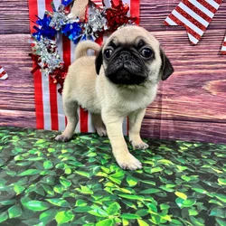 car_main_img_/media/ap_media/pets/NZVOZODOHRAK124856.webp.250x250_q85.webp