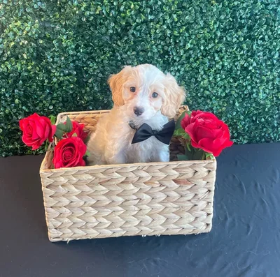Male Cockapoo puppy named Bluebell for sale at Puppy Dreams - West Little Rock.
