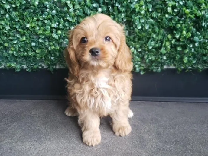 Male Cavapoo Puppy for Sale in Little Rock, AR