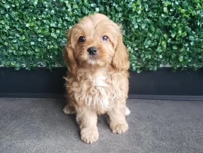 Male Cavapoo Puppy for Sale in Little Rock, AR