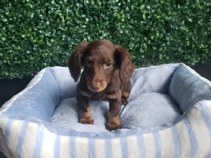 Female Dachshund Puppy for Sale in Little Rock, AR