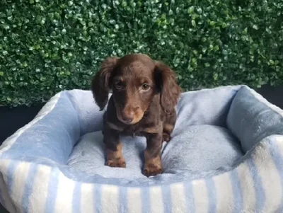 Female Dachshund Puppy for Sale in Little Rock, AR