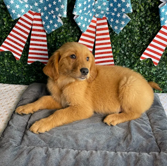 Male Golden Retriever puppy named Lincoln for sale at Puppy Dreams - West Little Rock.