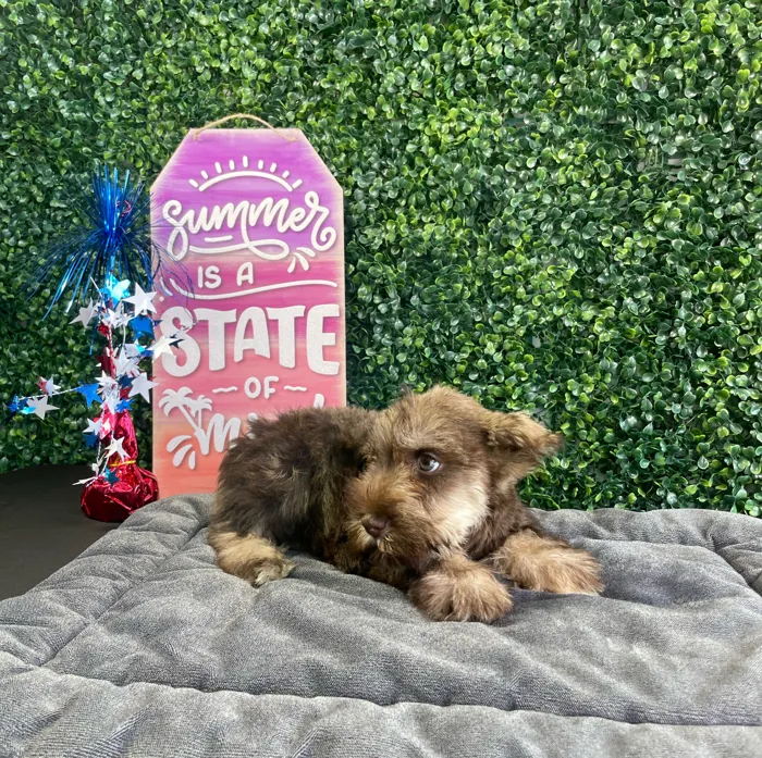 Female Mini Schnauzer puppy named Muffin for sale at Puppy Dreams - West Little Rock.