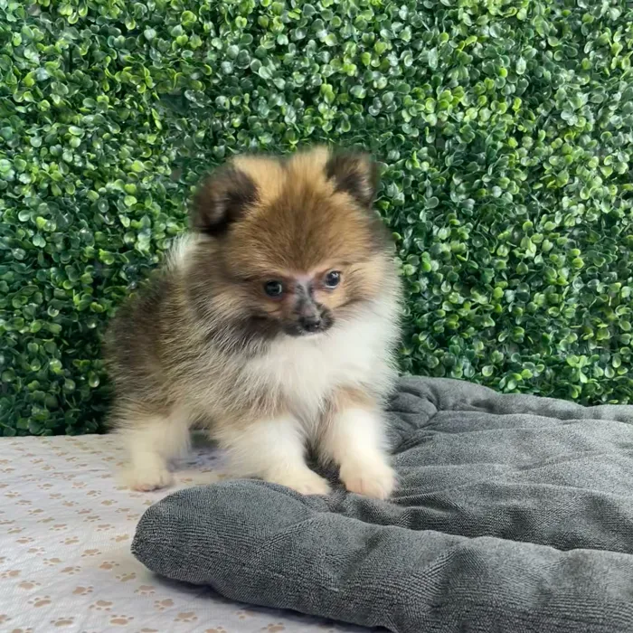 Male Pomeranian puppy named Santa'S Helper for sale at Puppy Dreams - West Little Rock.