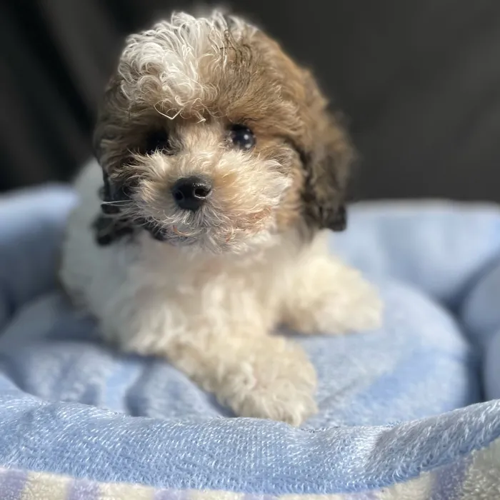 Male Bichon-Poodle puppy named Pluto for sale at Puppy Dreams - West Little Rock.
