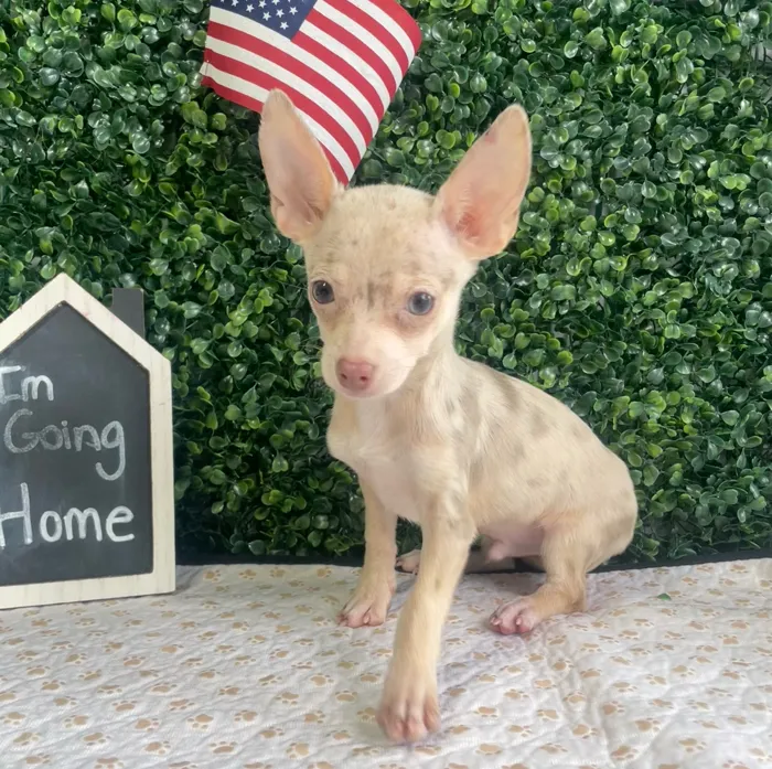 Male Chihuahua puppy named Tiny for sale at Puppy Dreams - West Little Rock.