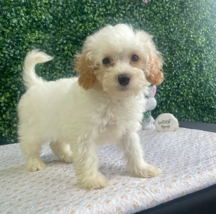Male Havapoo puppy named Andy for sale at Puppy Dreams - West Little Rock.