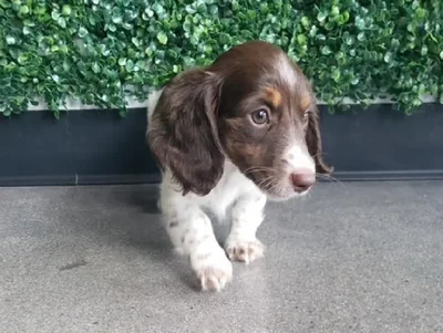 Female Dachshund Puppy for Sale in Little Rock, AR