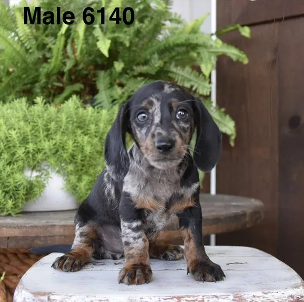 Male Dachshund puppy for sale at Puppy Dreams - West Little Rock.