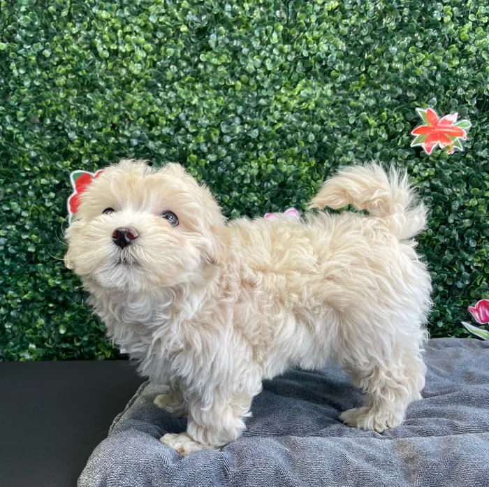 Female Maltipoo puppy named Saffron for sale at Puppy Dreams - West Little Rock.