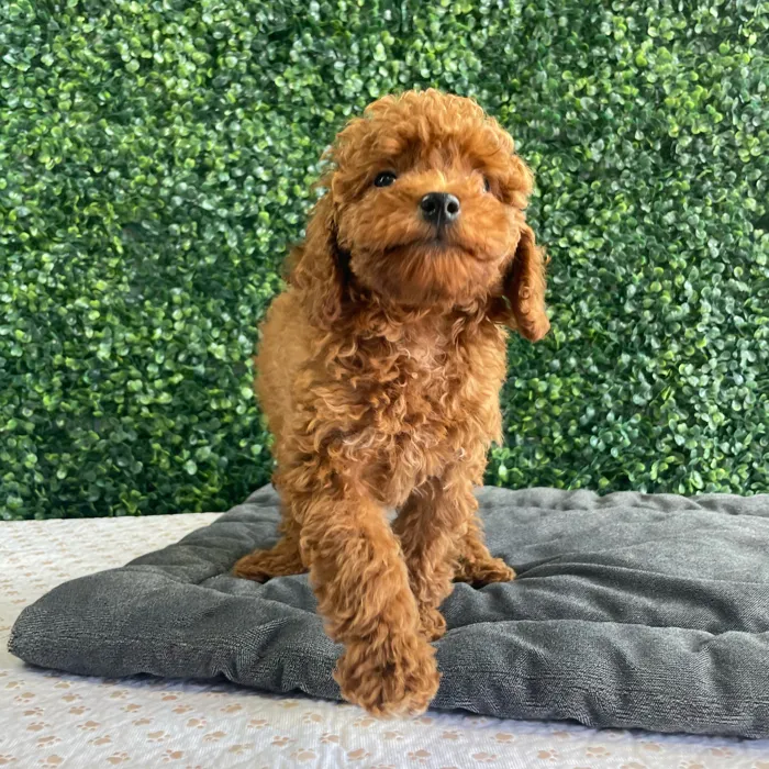 Female Mini Poodle puppy named Krabby for sale at Puppy Dreams - West Little Rock.