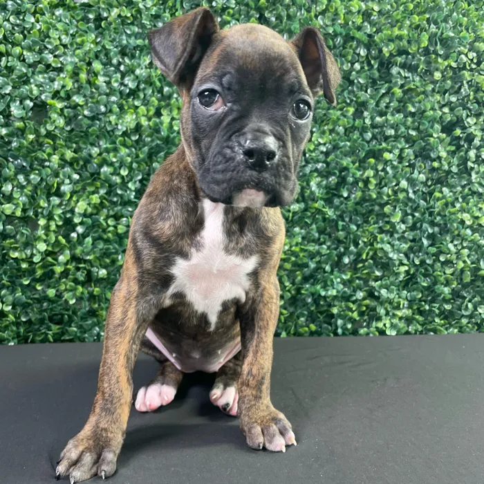 Female Boxer puppy named Gracie for sale at Puppy Dreams - West Little Rock.