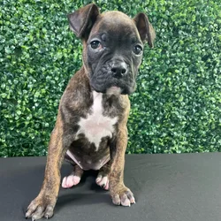 Female Boxer puppy named Gracie for sale at Puppy Dreams - West Little Rock.