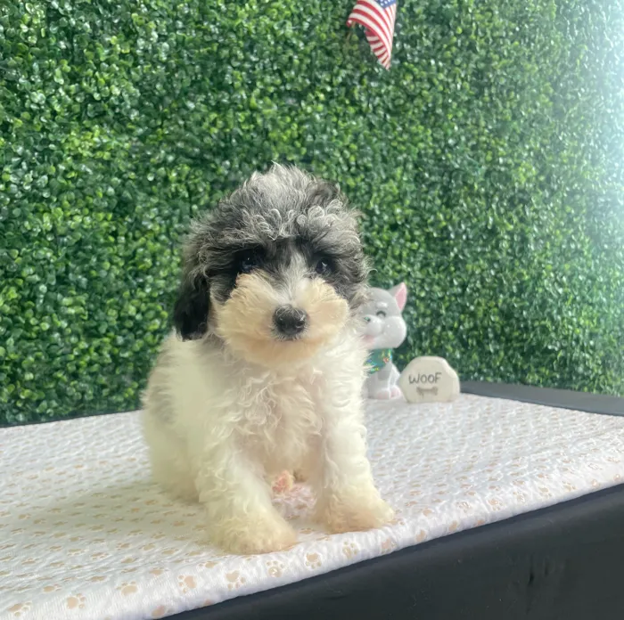 Male Mini Poodle puppy named Otis for sale at Puppy Dreams - West Little Rock.