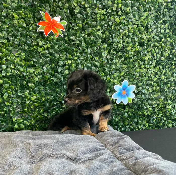 Female Chiweenie puppy named Chai for sale at Puppy Dreams - West Little Rock.